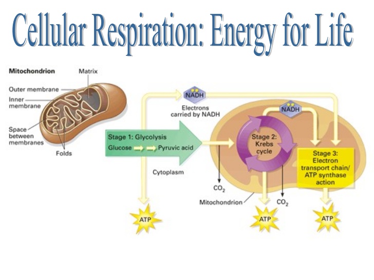 Cell and Respiration