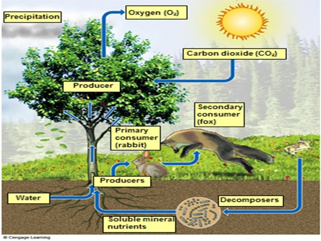 Plants and Ecosystems