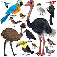 Types of Birds